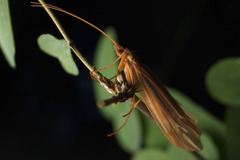 Psychoglypha