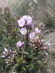 Gentianella foliosa