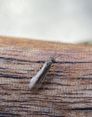 Xyelidae