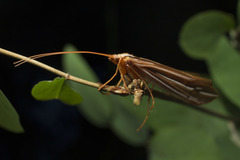 Psychoglypha
