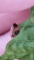 Aspidimorpha quadriremis