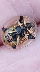 Aspidimorpha quadriremis