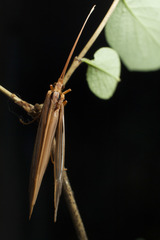 Psychoglypha