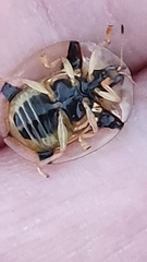 Aspidimorpha quadriremis