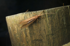 Psychoglypha