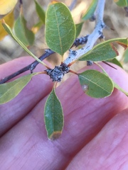 Pseudoziziphus parryi