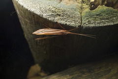 Psychoglypha