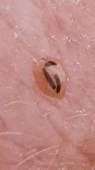 Aspidimorpha quadriremis