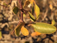 Pseudoziziphus parryi
