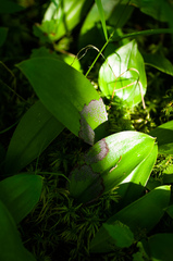 Clintonia borealis