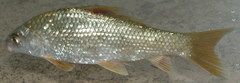 Carpiodes carpio