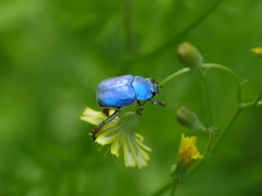 Hoplia coerulea