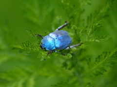 Hoplia coerulea