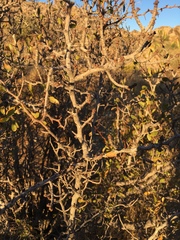 Pseudoziziphus parryi