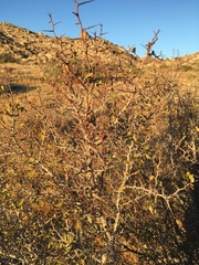 Pseudoziziphus parryi
