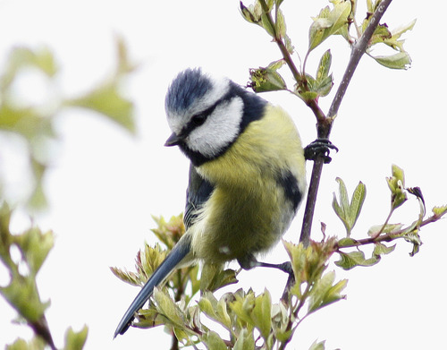 Cyanistes caeruleus