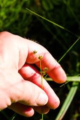 Juncus brachycephalus