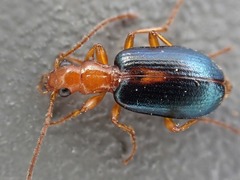 Brachinus sclopeta