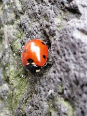 Coccinella septempunctata