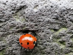 Coccinella septempunctata