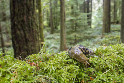 Pacific Banana Slug, 2930 Trans-Canada Hwy, Victoria, BC V9B 5T9, Canada, photo 8 of 10