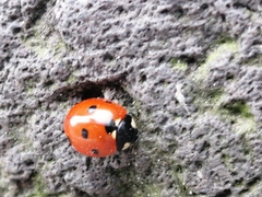 Coccinella septempunctata