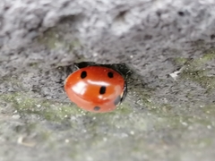 Coccinella septempunctata