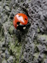 Coccinella septempunctata