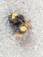 Bombus pratorum