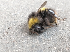 Bombus pratorum