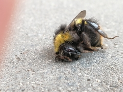 Bombus pratorum