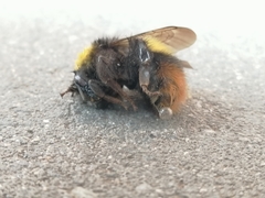 Bombus pratorum