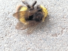 Bombus pratorum