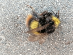 Bombus pratorum