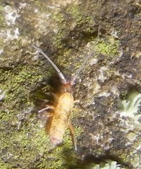 Pogonognathellus longicornis