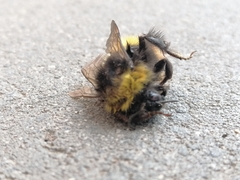 Bombus pratorum