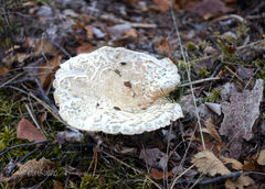 Lactifluus bertillonii