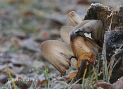 Coprinopsis acuminata