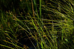 Carex interior