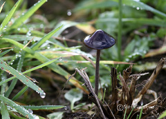 Panaeolus acuminatus