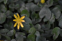 Ficaria verna verna
