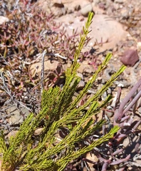 Passerina obtusifolia