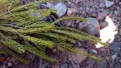 Passerina obtusifolia