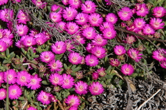 Ruschia muiriana