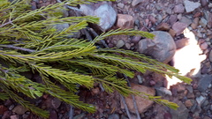 Passerina obtusifolia