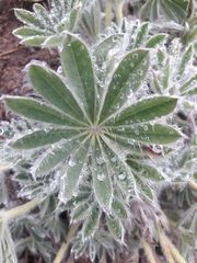Lupinus alopecuroides