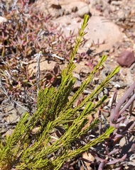 Passerina obtusifolia
