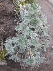 Lupinus alopecuroides