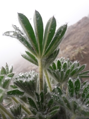 Lupinus alopecuroides