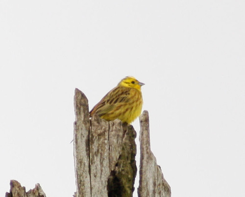 Emberiza citrinella